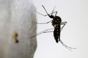 Male Aedes aegypti mosquito is seen on cotton in a laboratory conducting research on preventing the spread of the Zika virus and other mosquito-borne diseases, at the entomology department of the Ministry of Public Health in Guatemala City