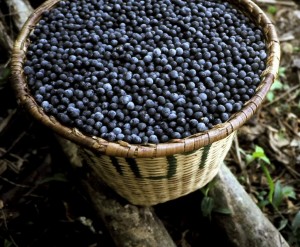 acai_fruit