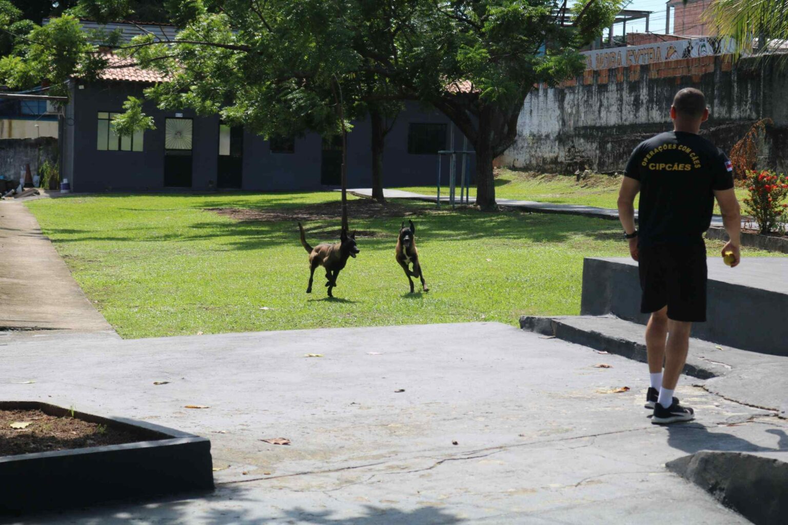 Companhia da PM ganha reforço de filhotes de cães para ações policiais 1 Companhia da PM ganha reforço de filhotes de cães para ações policiais