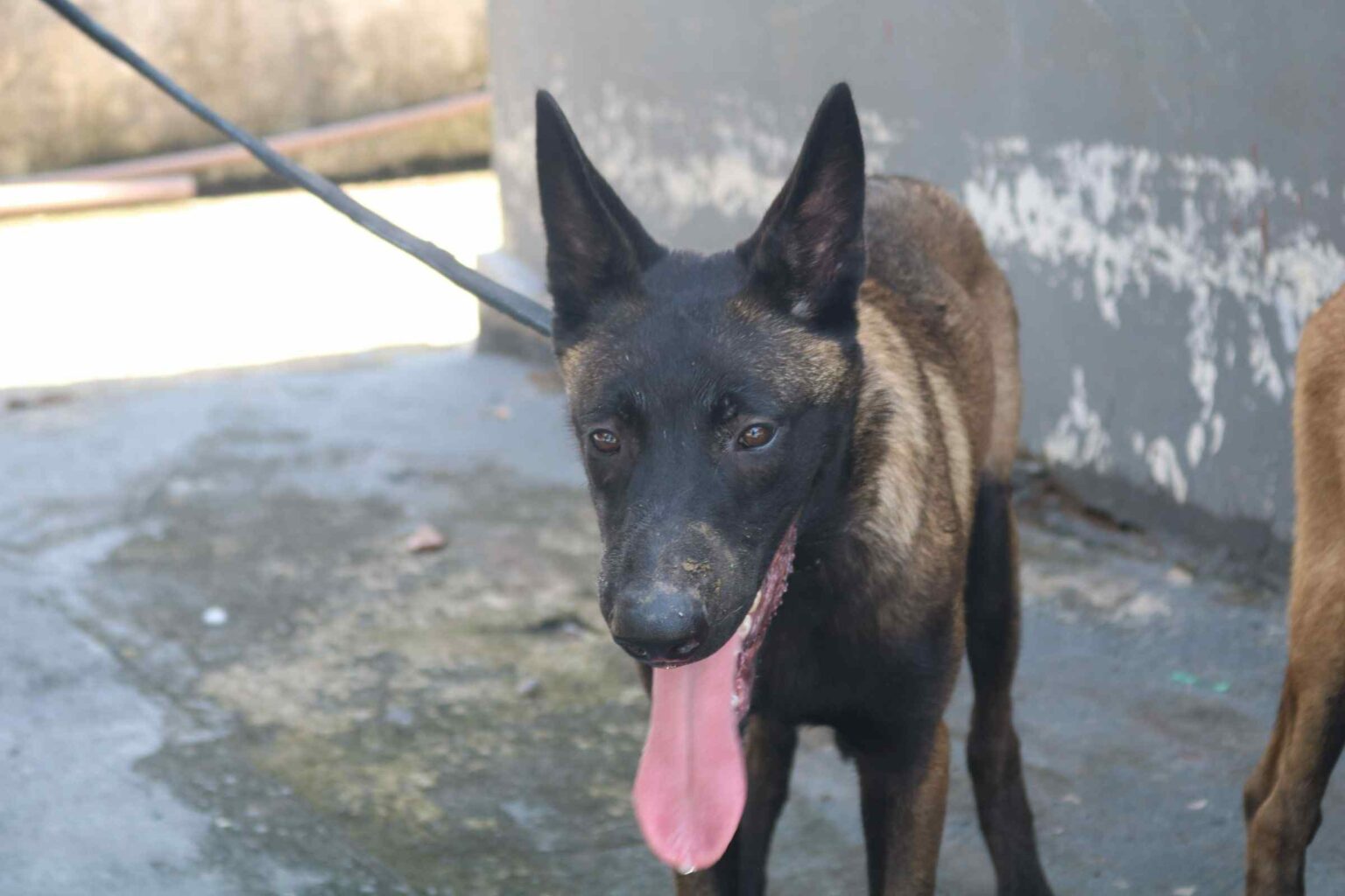 Companhia da PM ganha reforço de filhotes de cães para ações policiais 2 Companhia da PM ganha reforço de filhotes de cães para ações policiais